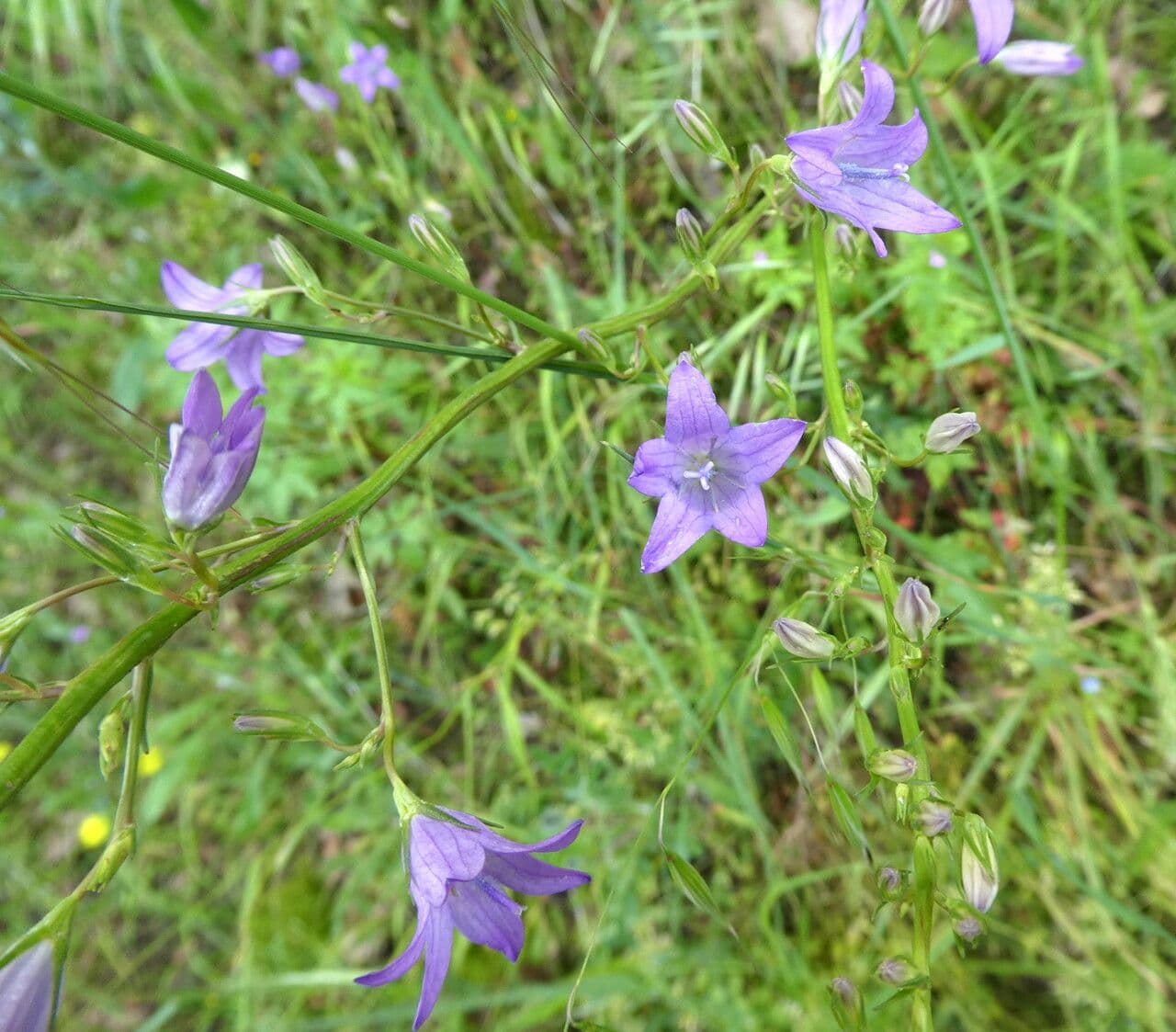 Acker-Glockenblume 14