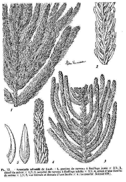 Schmidts Araukarie 11