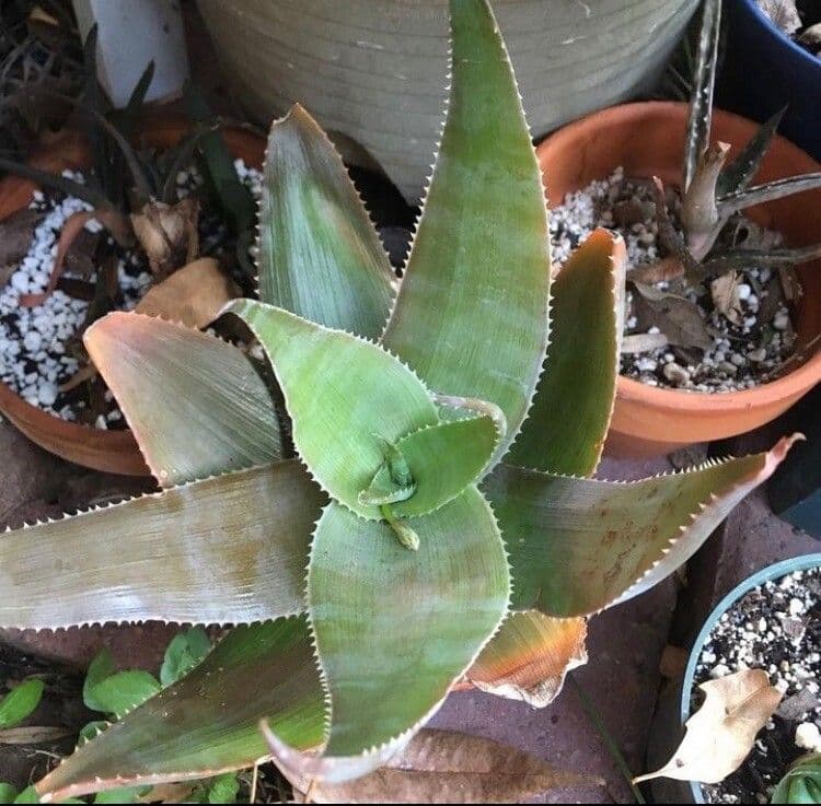 Aloe