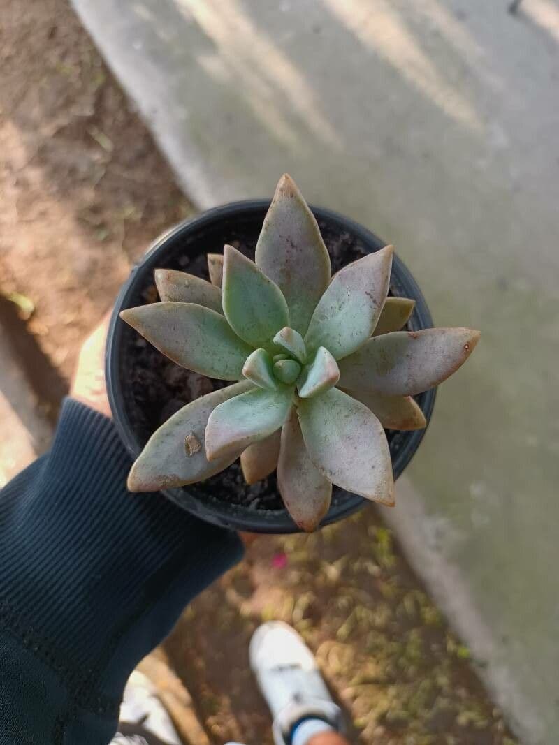 Dudleya di Greene 16