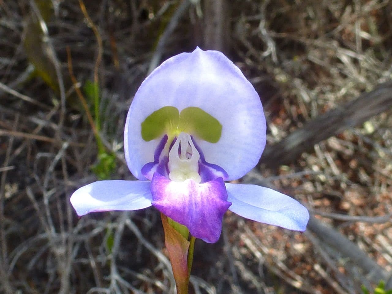 Disa blu