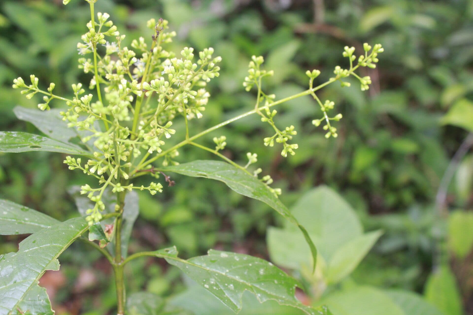 Koanophyllon 9