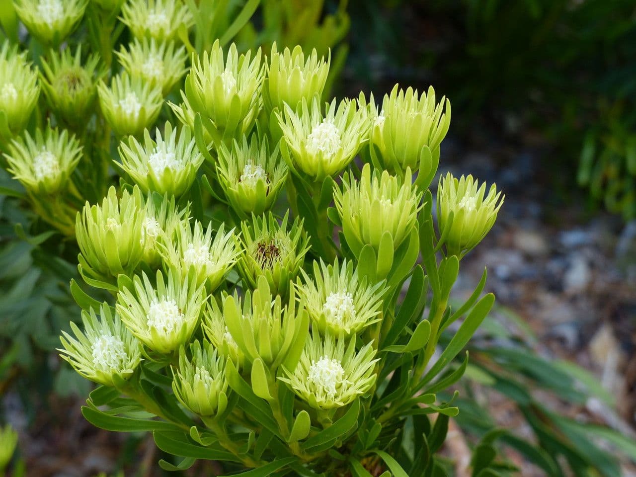 Leucospermum prostrato 2