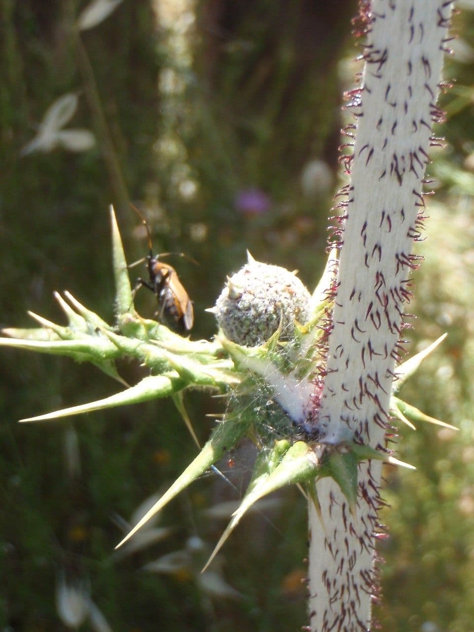 Echinops spinosissimus 23