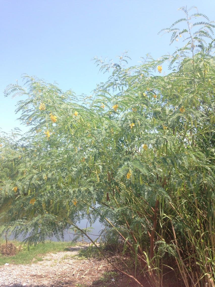 Sesbania drummondii 14