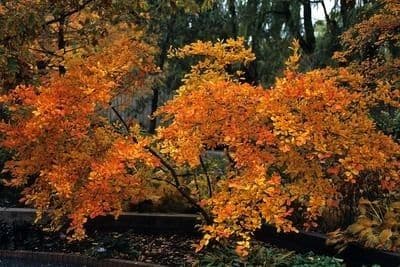 Photinia villosa 11