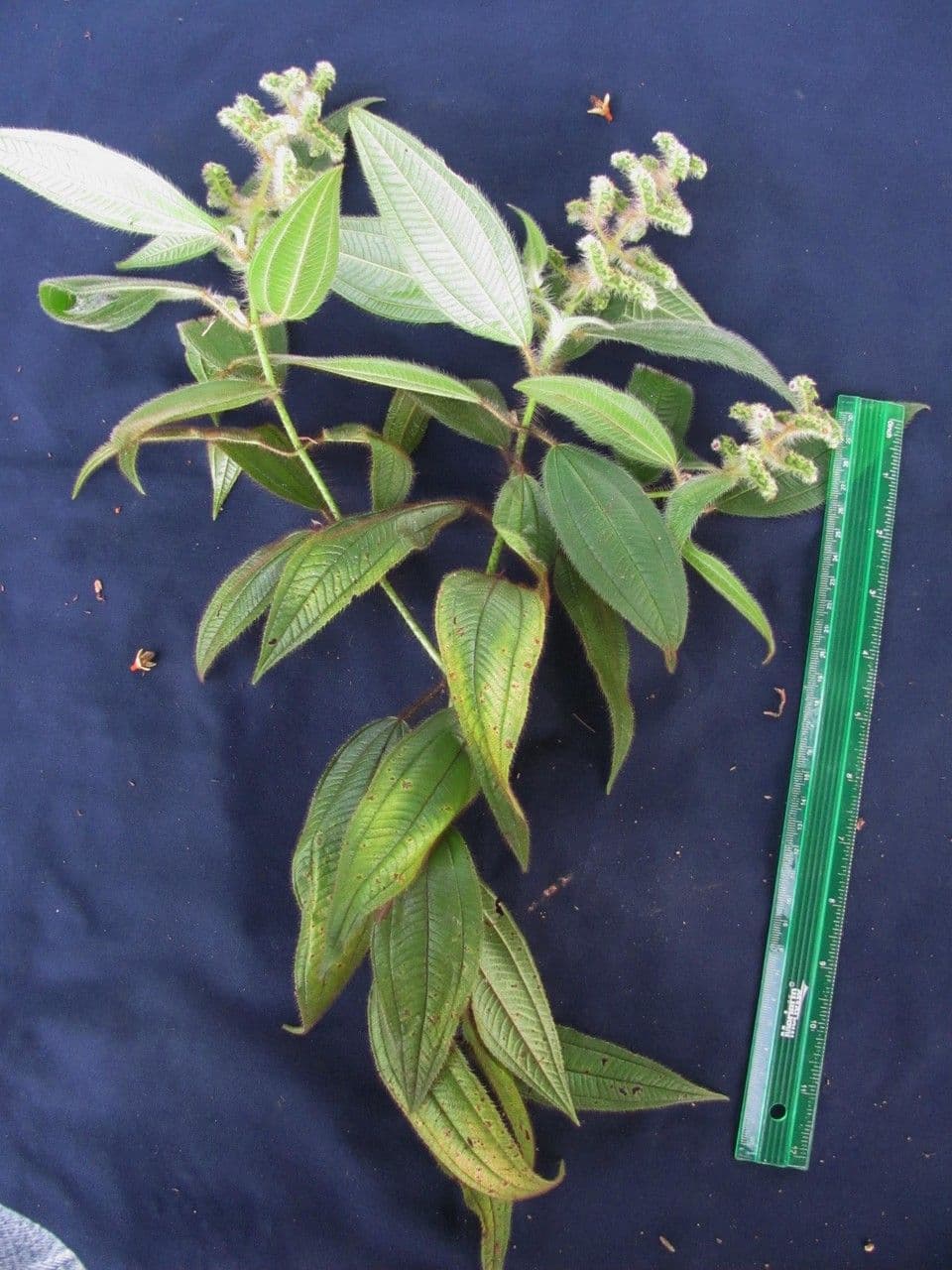 Miconia 21