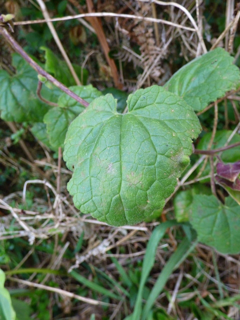Lophospermum 13