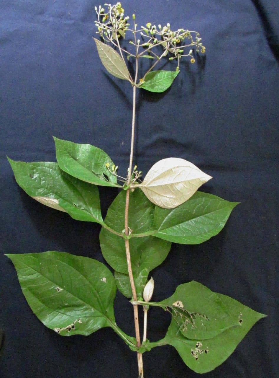 Liabum 5