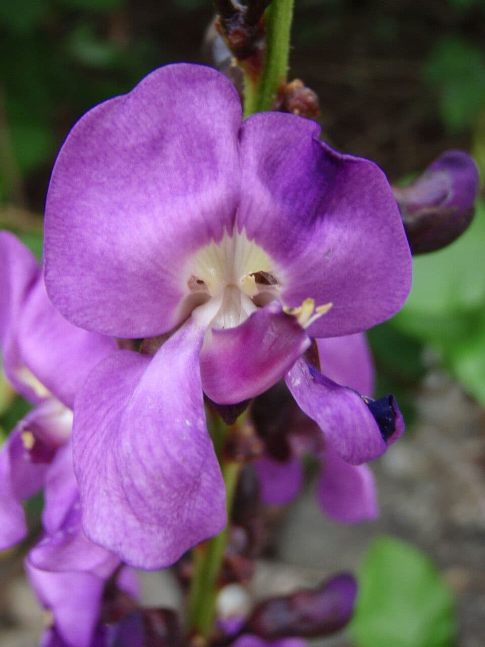 Leptospron adenanthum 5