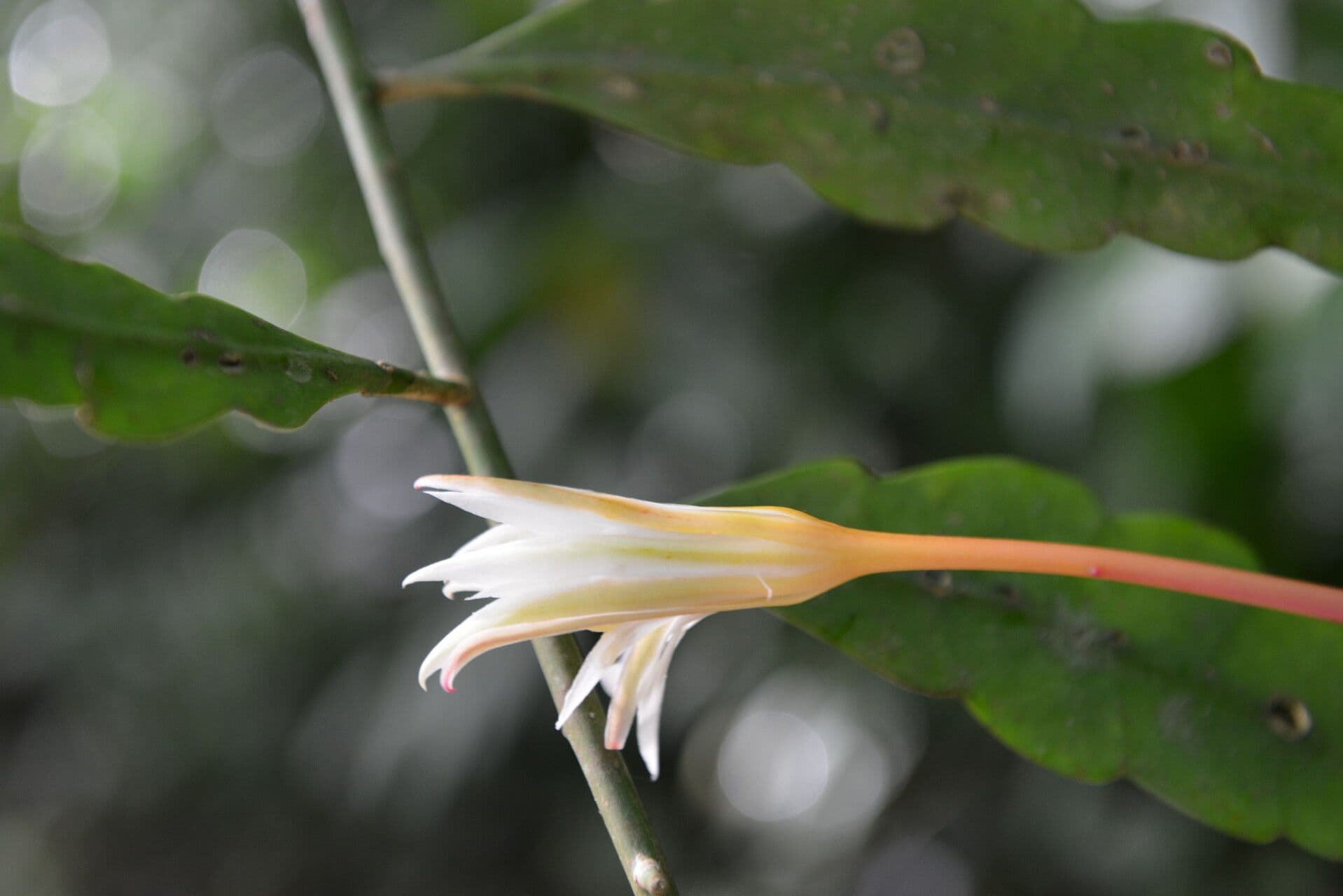 Epiphyllum 3