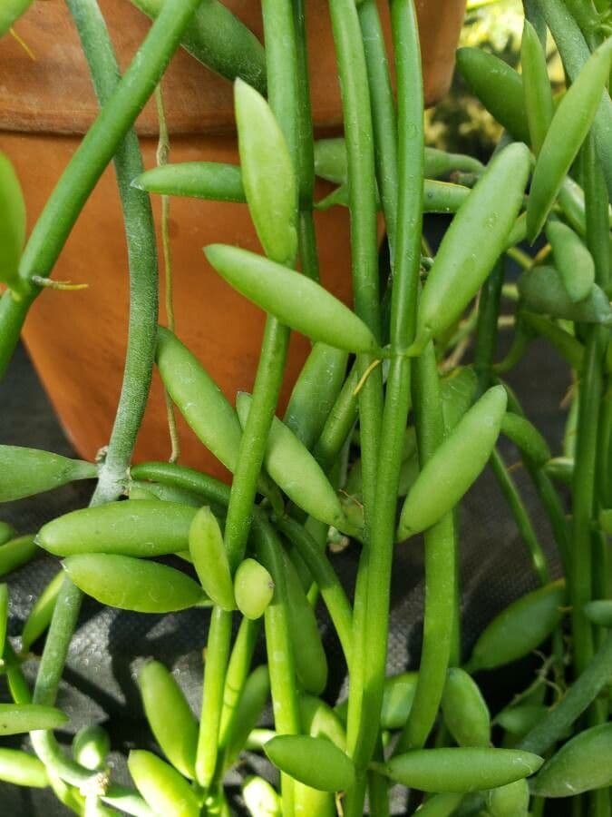 Dischidia 2