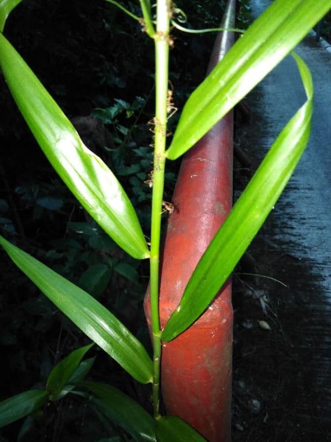 Flagellaria indická 18