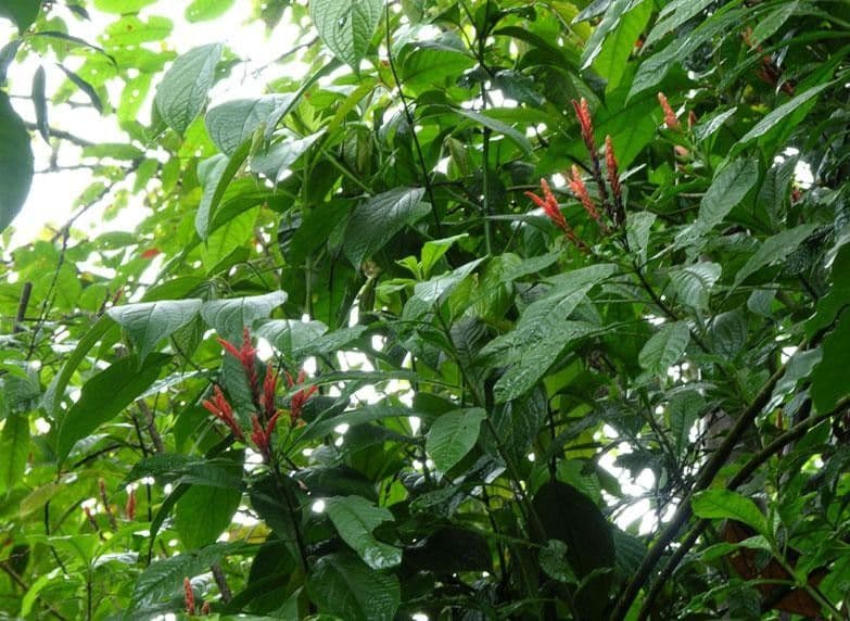 Aphelandra 9