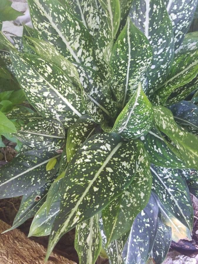 Aglaonema 4