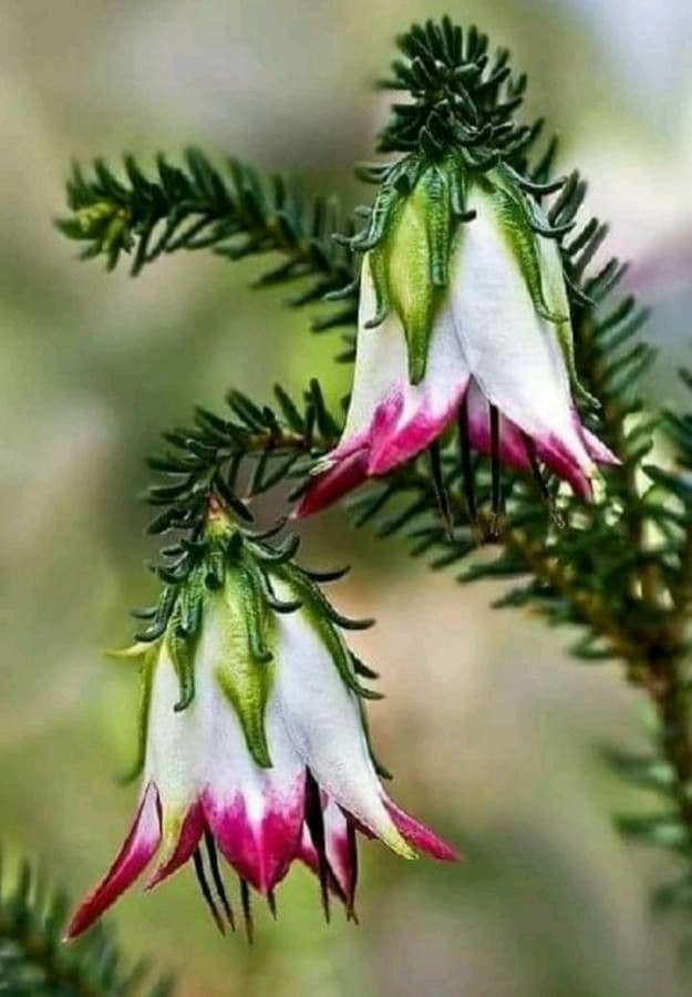 Darwinia