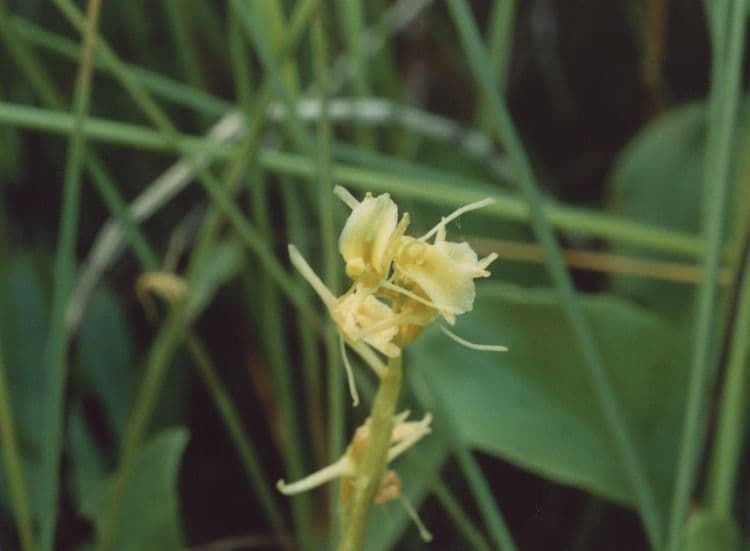 Liparide 8