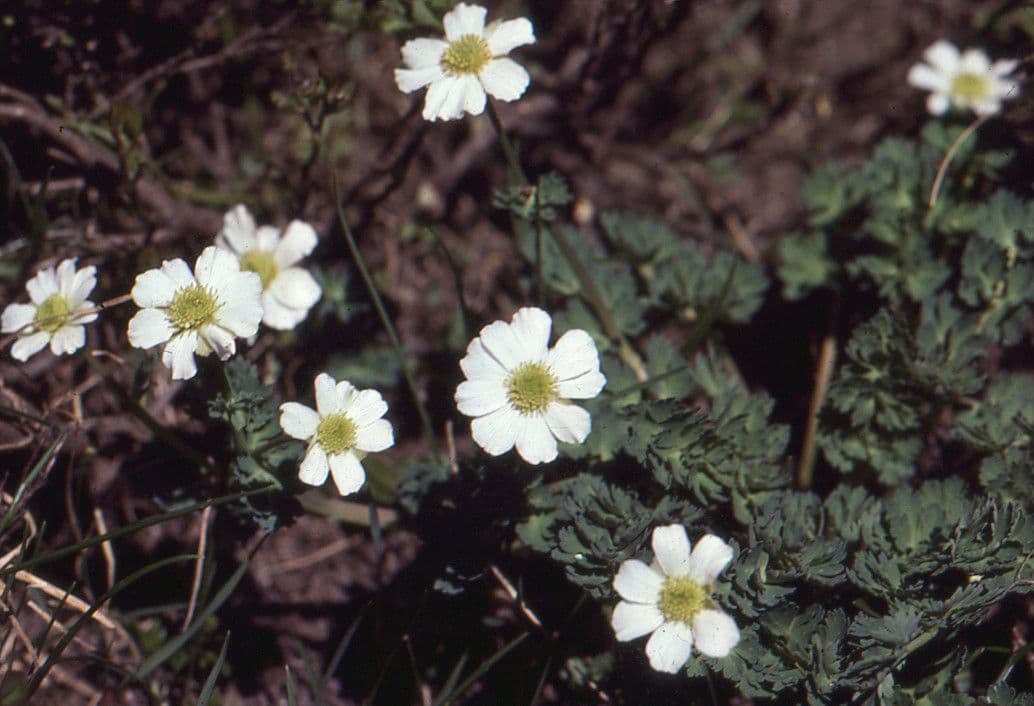 Callianthemum coriandrifolium 8