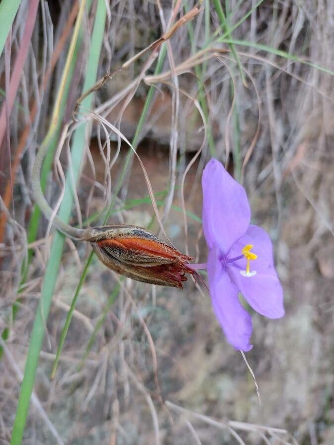 Patersonia 4