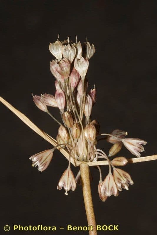 Aglio