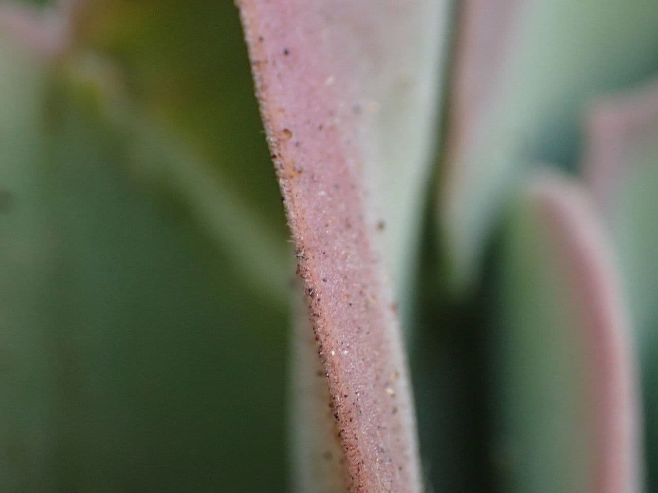  Aeonium canariense 16