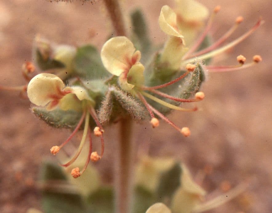 Teucrium 3