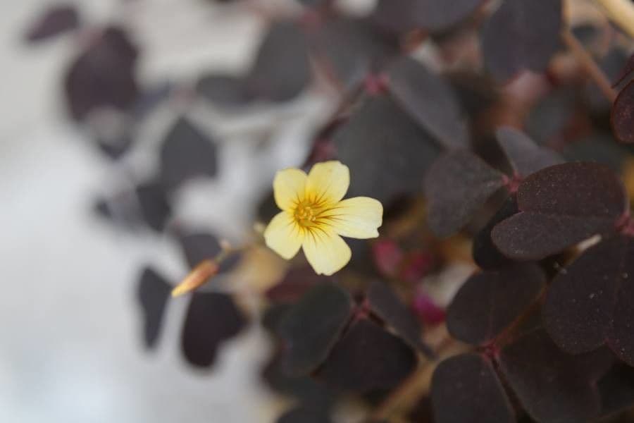 Acetosa 3