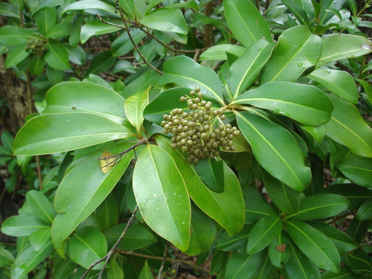 Ardisia
