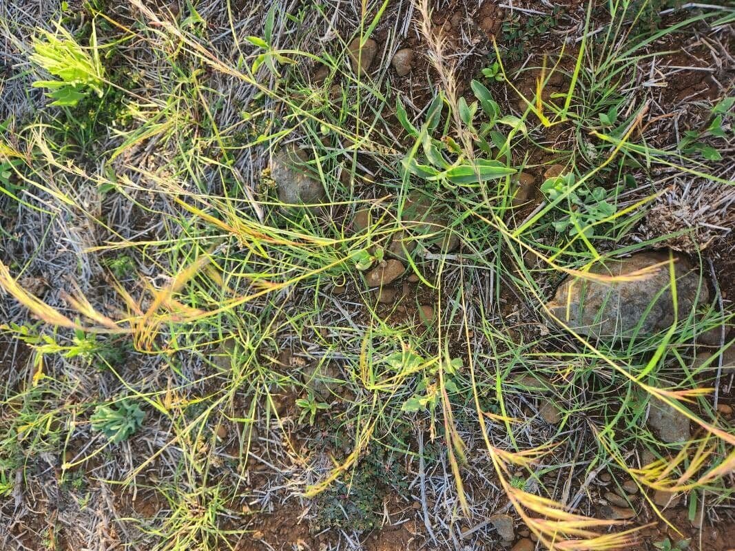 Aristida 5