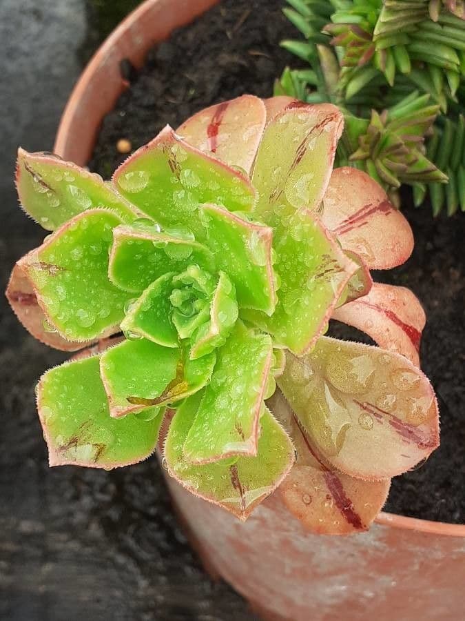 Aeonium 8