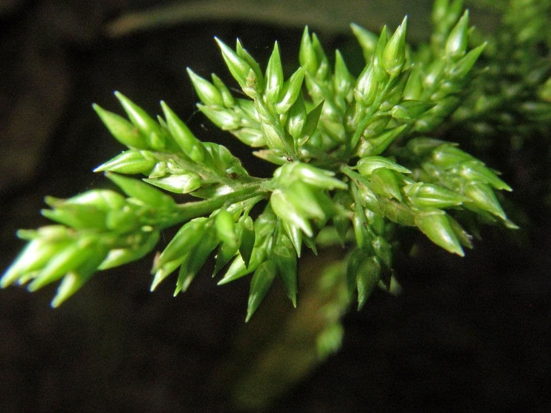 Ocellochloa stolonifera 4