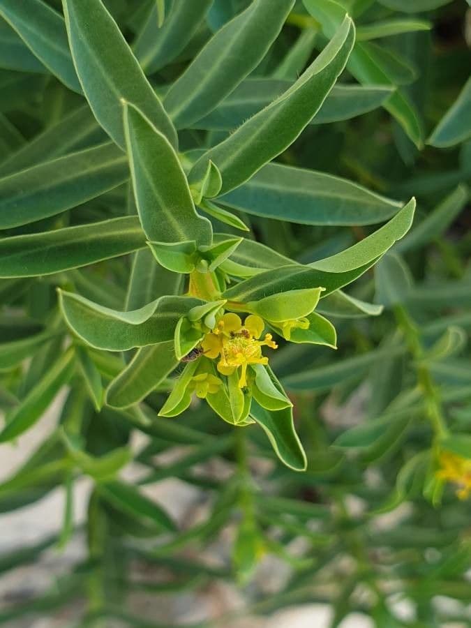 Euphorbia 14
