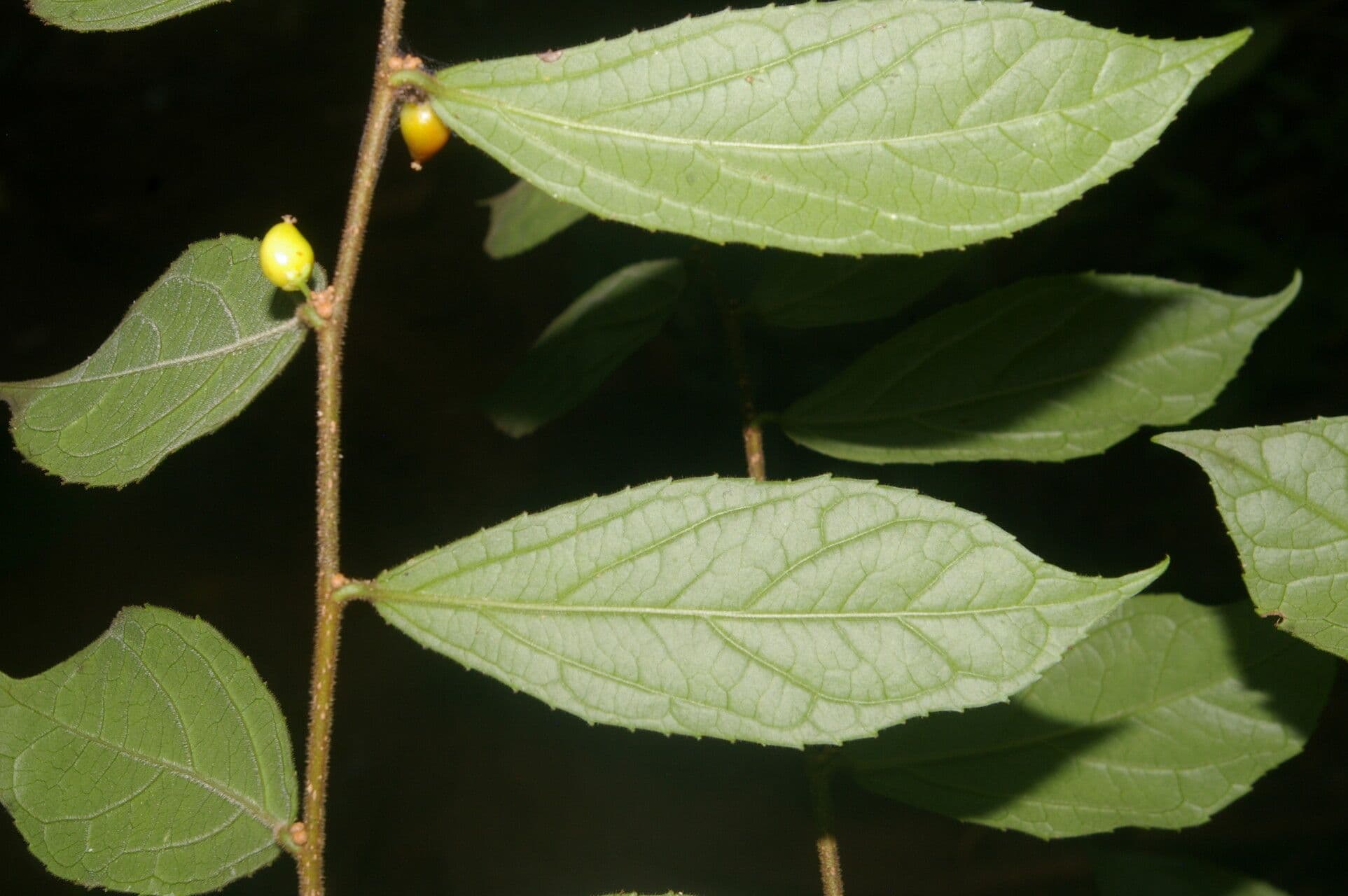 Xylosma 6
