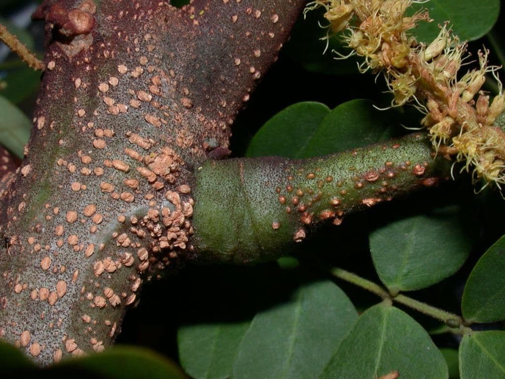 Stryphnodendron 19