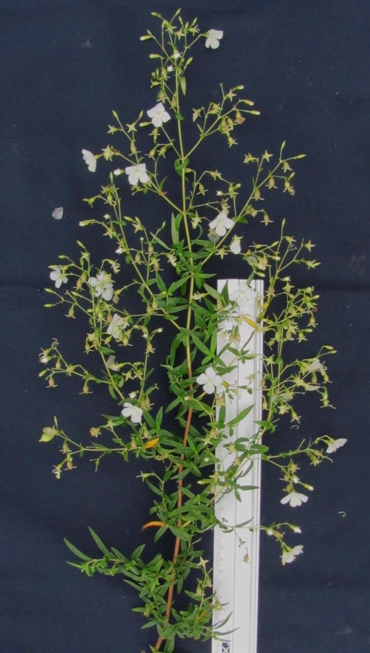 Monochaetum 9