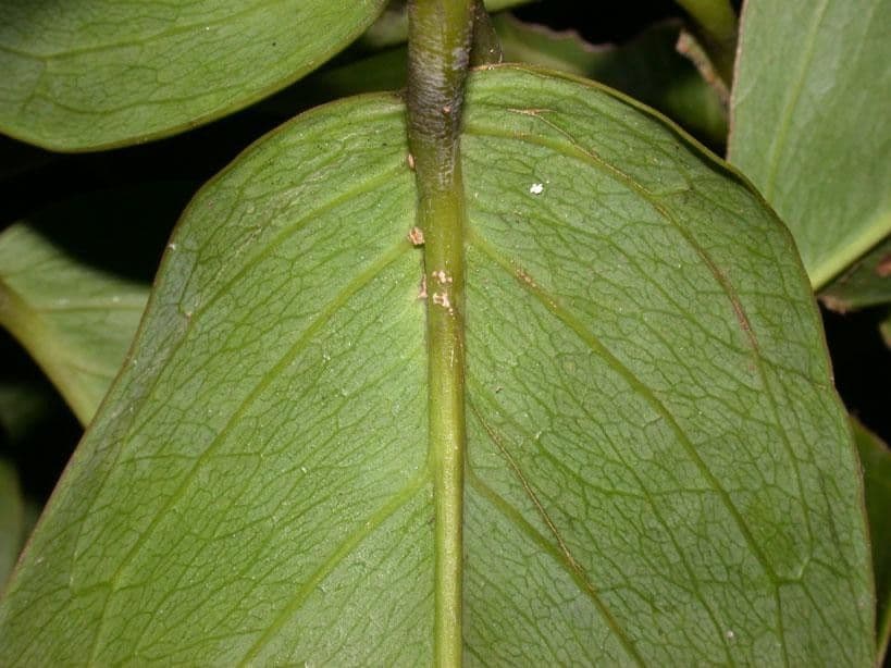 Gnetum 7