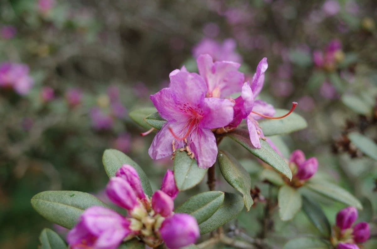 Rododendro 5
