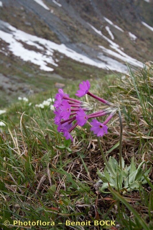 Primula di Haller 7