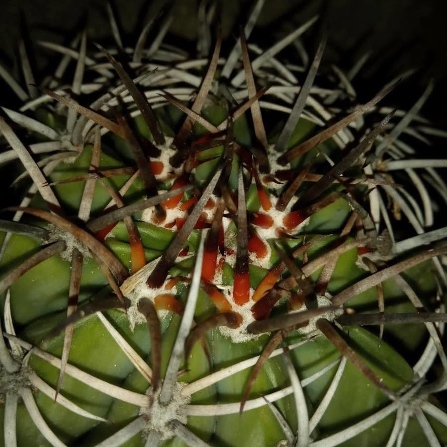 Melocactus 22