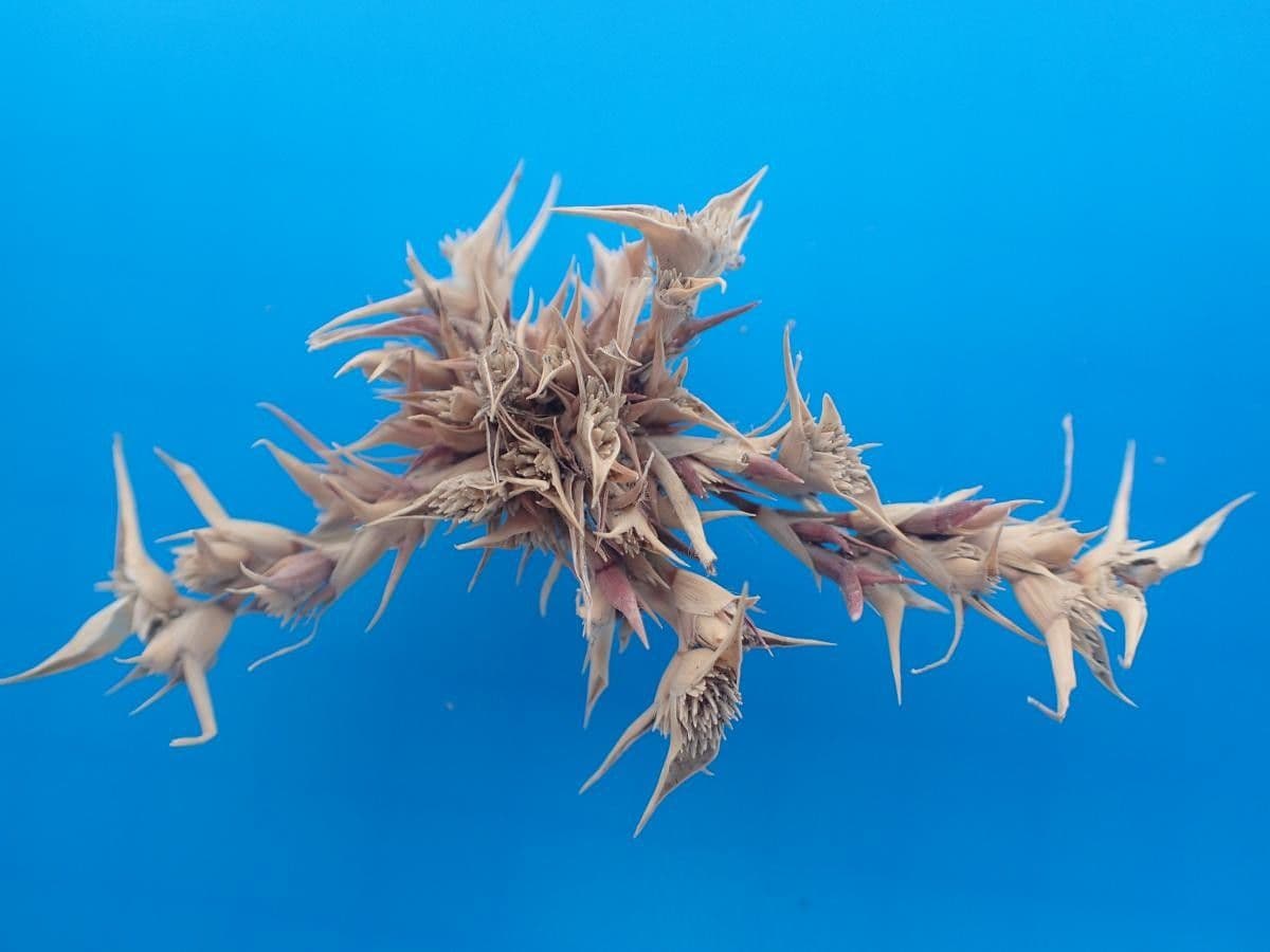Sporobolus 6