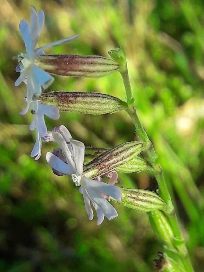 Mediterranean catchfly 8