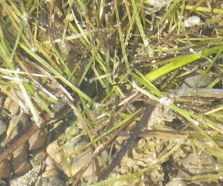 Zostera marina 10