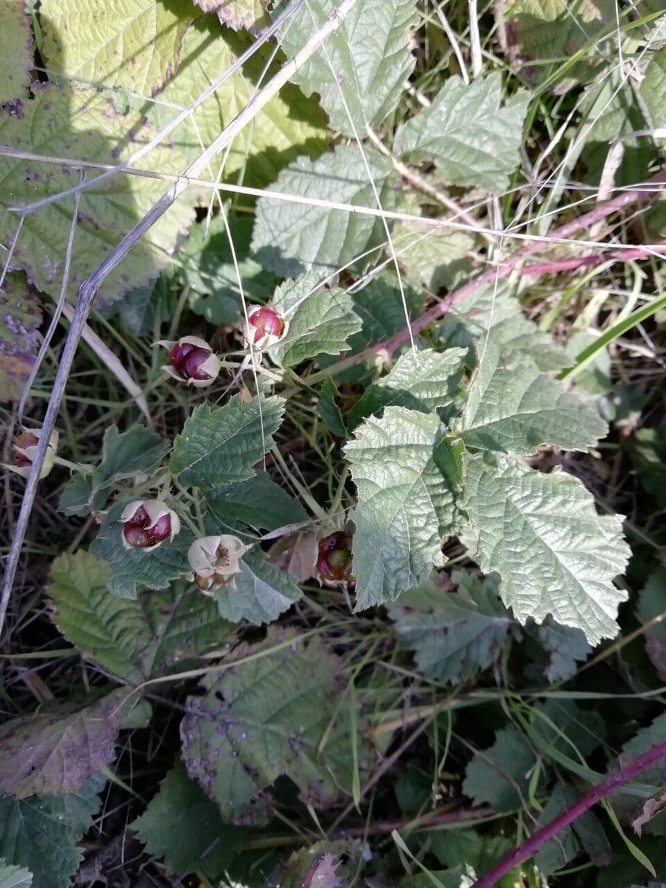 Kleinblättrige Brombeere 7