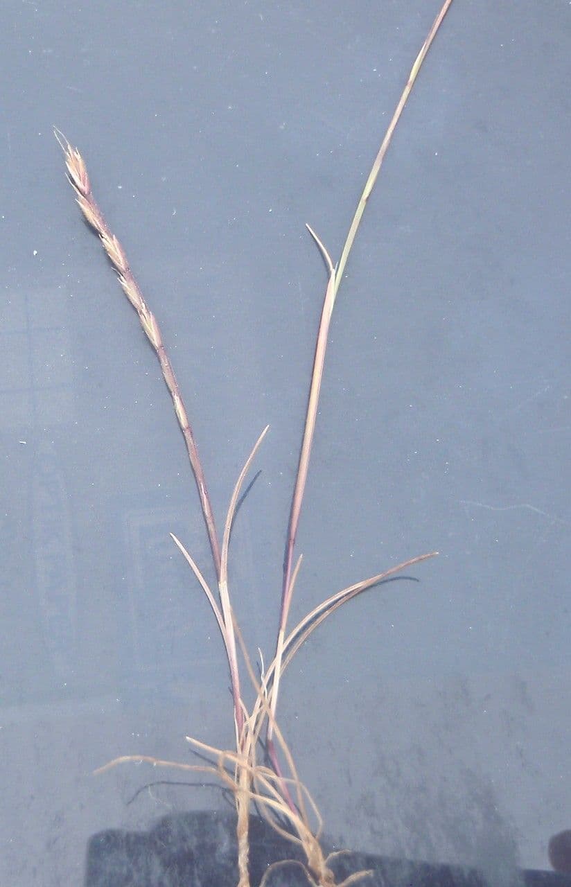 Vlasovka jednostranná 11