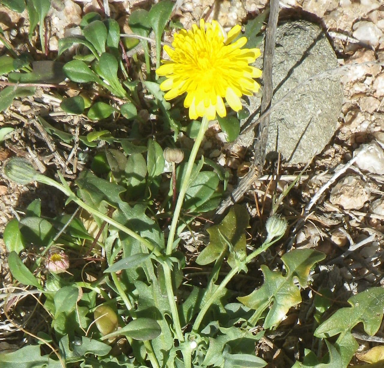 Crepis 11