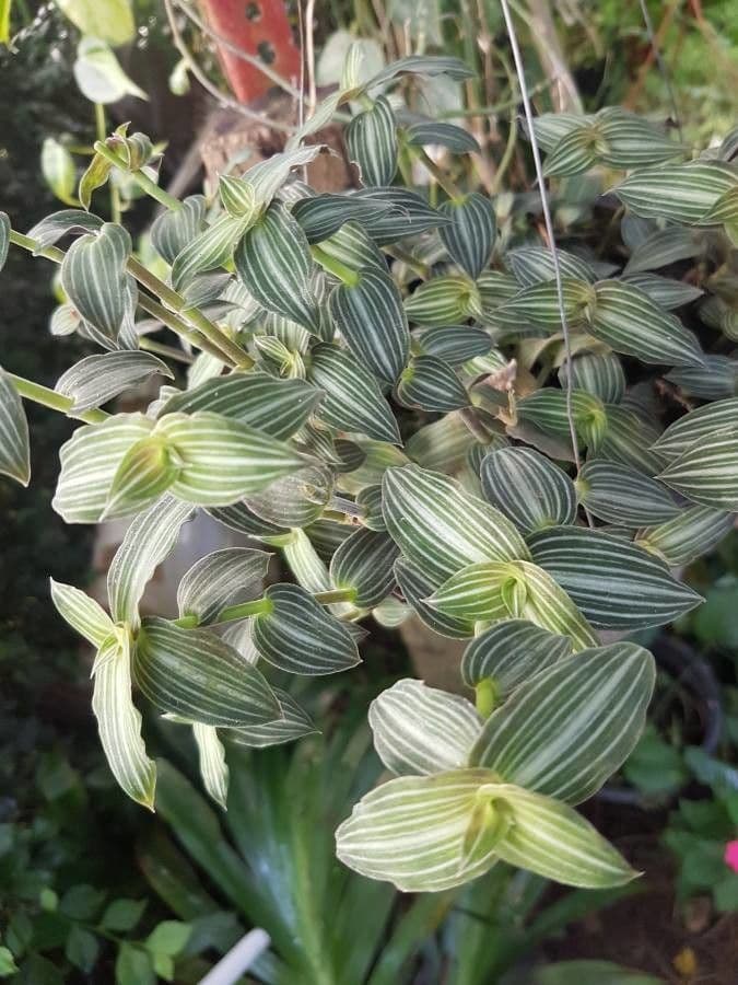 Callisia 11