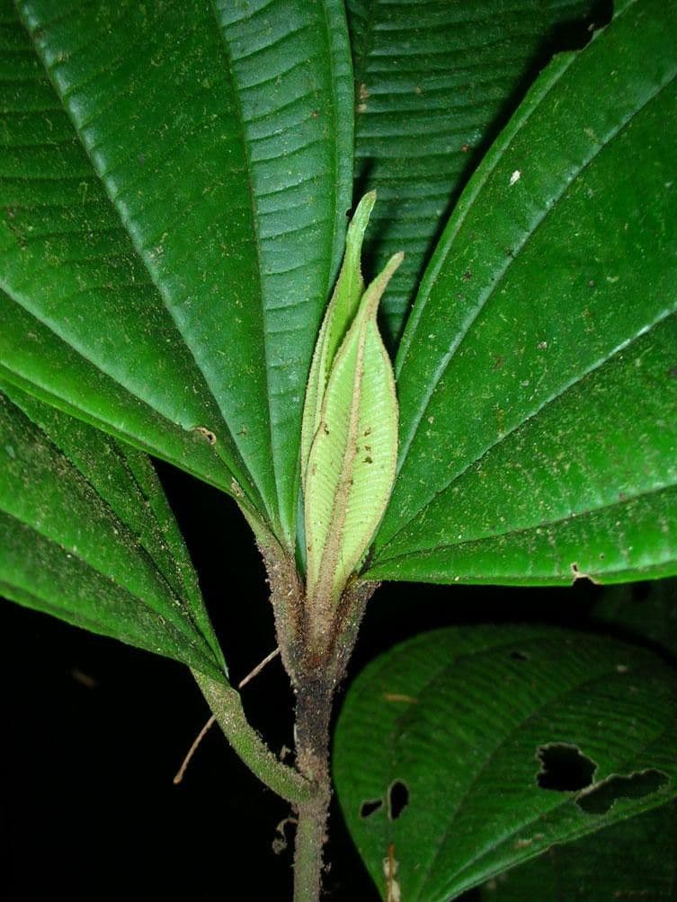 Miconia 11
