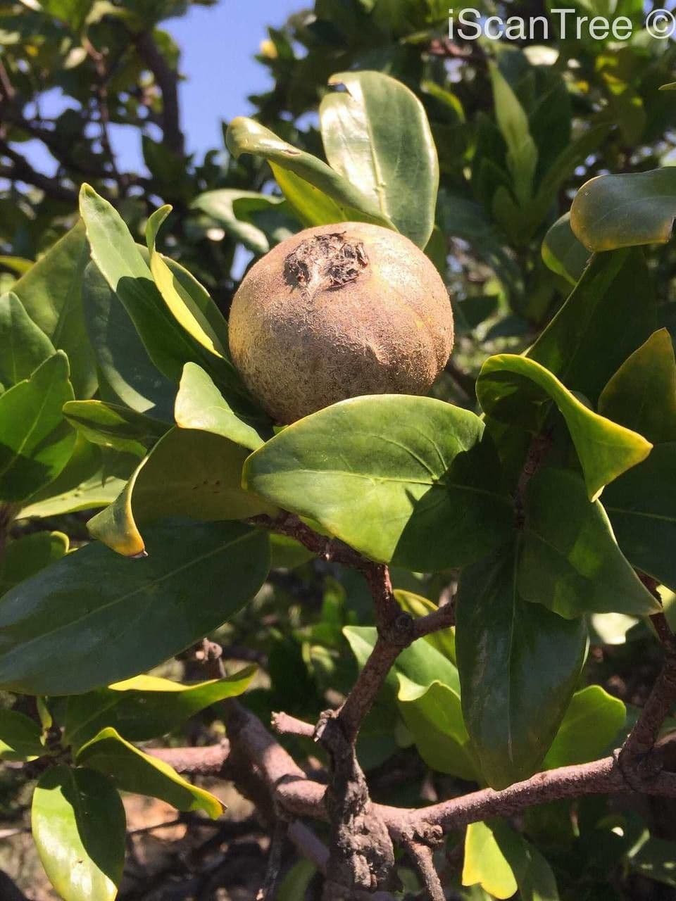 Gardenia del Capo 2