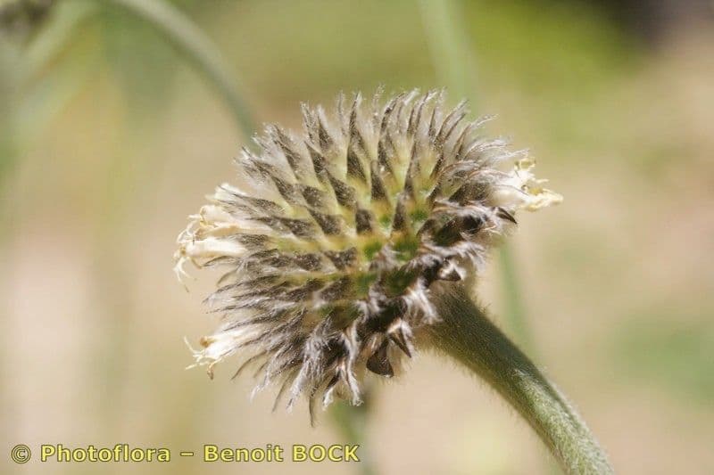Cephalaria alpina