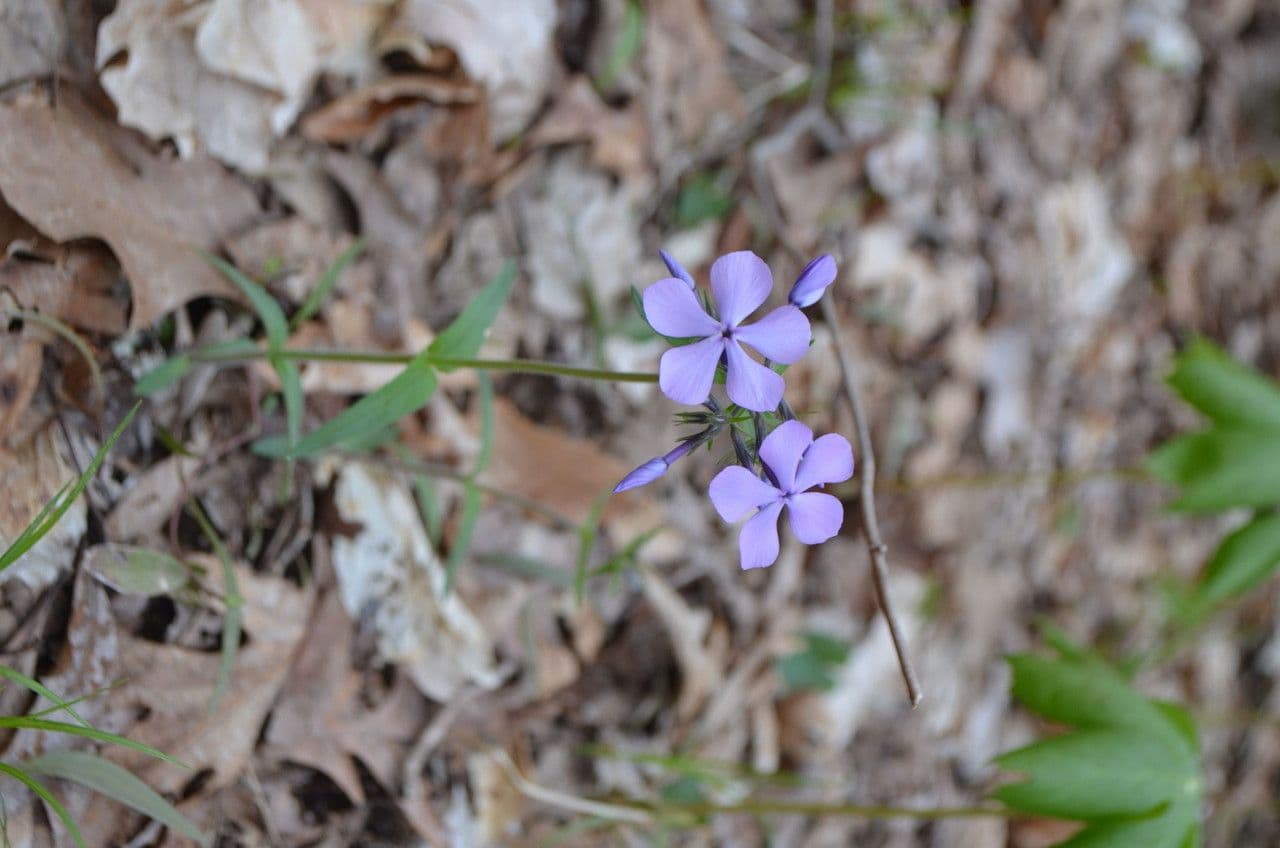Flox divaricata 7